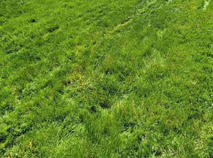 Jerimy N.'s lawn care service result
