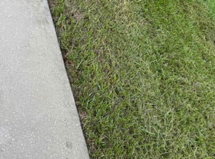 Barbara P.'s lawn care services service result