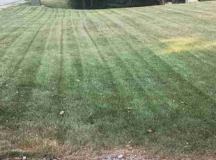 Erica R.'s grass maintenance service result