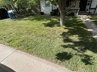 Suzanne H.'s lawn maintenance service result