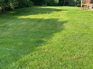 Annie M.'s turf care service result
