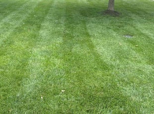Mary F.'s grass cutting service result