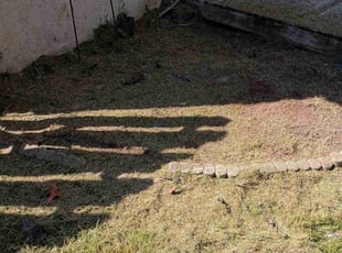 Teri B.'s Flower Bed Weeding service result