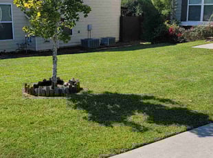 Mayda M.'s lawn service service result