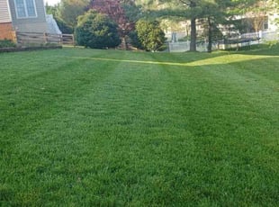 Pamela B.'s lawn maintenance service result