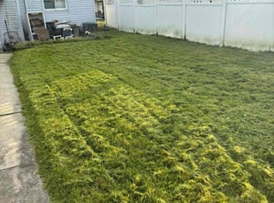 Myles F.'s lawn service service result