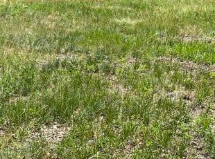 K H.'s lawn service service result