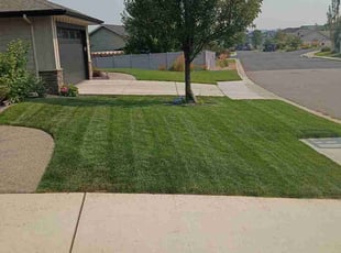 Zaid A.'s turf care service result