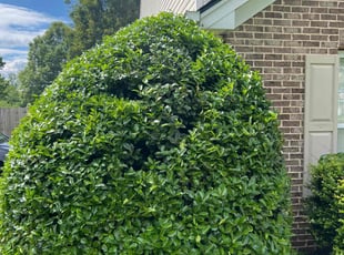 Kelly L.'s Bush Trimming service result
