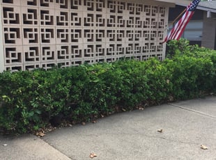 Mark J.'s Bush Trimming service result