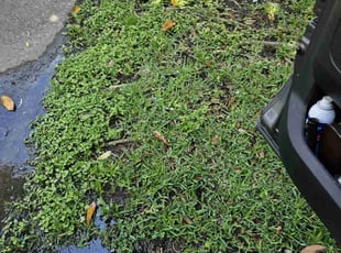 Jessica R.'s Flower Bed Weeding service result