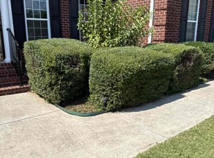 Julian G.'s Bush Trimming service result