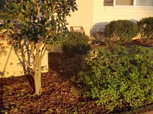 Ryan G.'s Bush Trimming service result