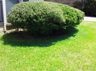 Krista Y.'s Bush Trimming service result