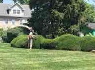 William P.'s Bush Trimming service result