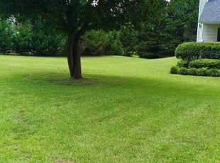 Chris M.'s landscape maintenance service result