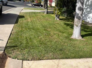 Chase C.'s lawn service service result