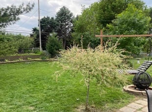 Zack M.'s grass cutting service result