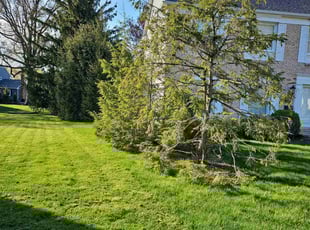 Linda S.'s lawn care service result