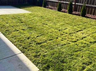 Diane A.'s lawn care service result