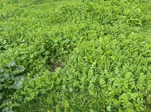 Ector T.'s lawn service service result