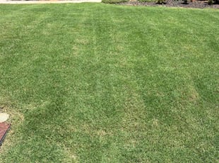 Christopher H.'s grass cutting service result