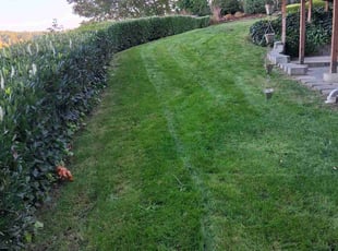 Frances P.'s grass cutting service result