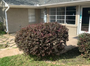 Craig C.'s Bush Trimming service result