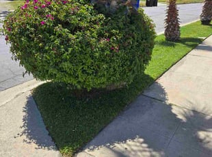 Mikki W.'s lawn care service result