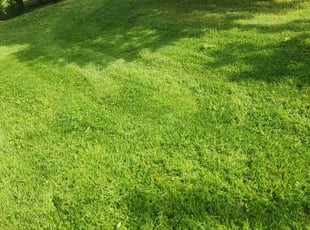 Alex M.'s lawn care service result
