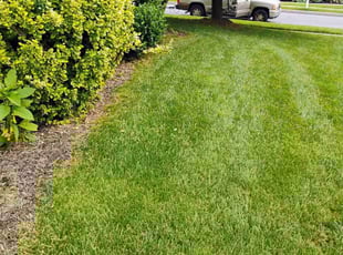 Andre S.'s lawn care service result