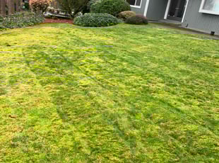 Wendy L.'s lawn care services service result