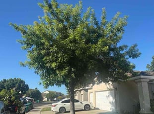 Shirley A.'s Tree Trimming service result