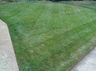 Rudi F.'s grass maintenance service result