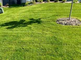 gigi E.'s lawn service service result