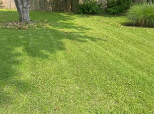 Joshua W.'s yard care service result