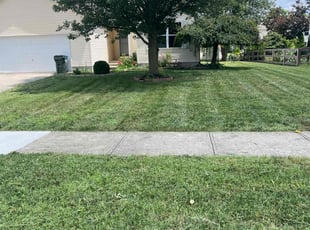 Nick T.'s grass cutting service result
