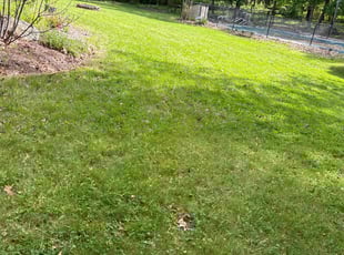 Erich M.'s turf care service result