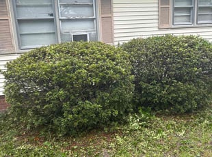 Craig W.'s Bush Trimming service result
