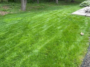 Keria A.'s lawn care services service result