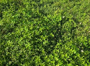 Andrew E.'s turf care service result