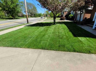 Dexter B.'s grass maintenance service result