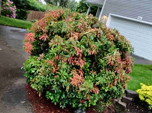 Judy M.'s Bush Trimming service result