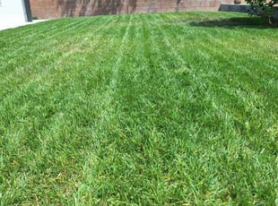 Janelle E.'s lawn maintenance service result