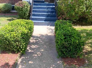 Carole G.'s Bush Trimming service result