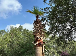 Lycel T.'s Tree Care service result