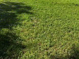 Christine H.'s turf care service result