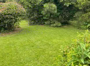 Tony H.'s lawn care service result