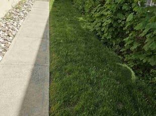 Christopher W.'s lawn care service result