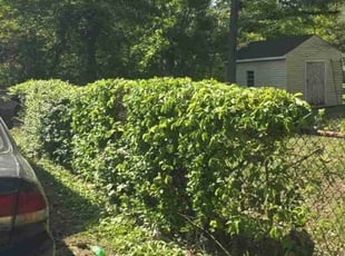 Demarr G.'s Bush Trimming service result